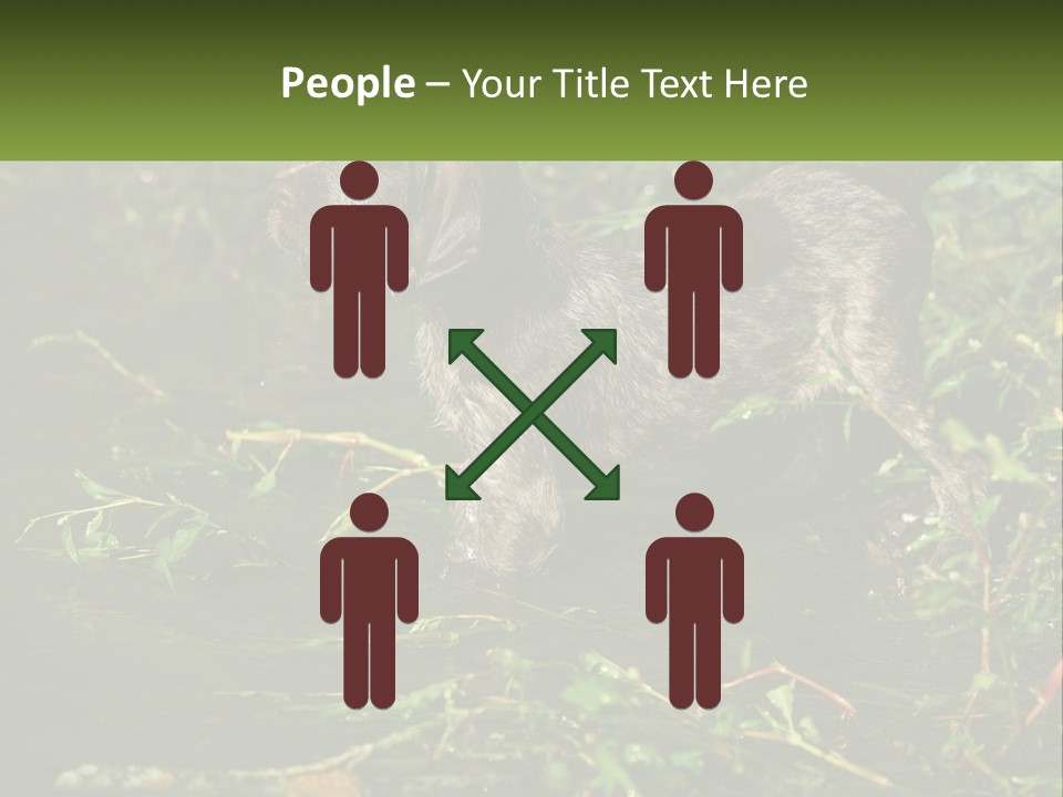 A Dog Standing In A Body Of Water PowerPoint Template