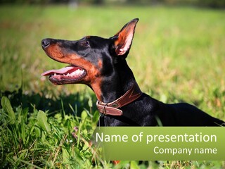 A Black And Brown Dog Laying In The Grass PowerPoint Template