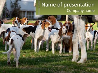 A Group Of Dogs That Are Standing In The Grass PowerPoint Template