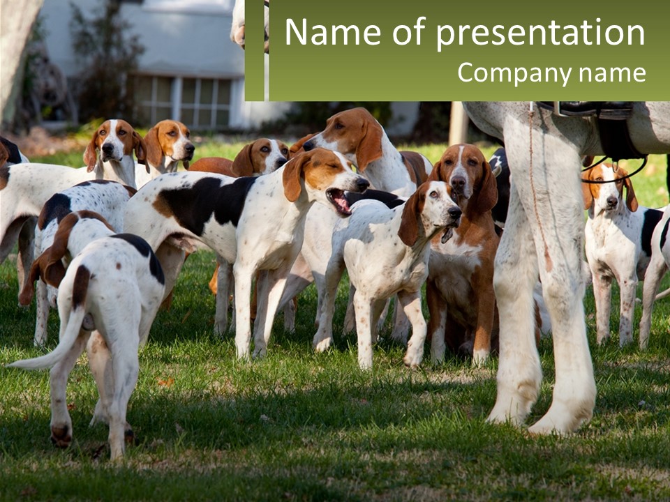 A Group Of Dogs That Are Standing In The Grass PowerPoint Template