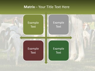 A Group Of Dogs That Are Standing In The Grass PowerPoint Template