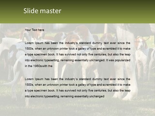 A Group Of Dogs That Are Standing In The Grass PowerPoint Template