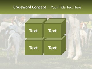 A Group Of Dogs That Are Standing In The Grass PowerPoint Template