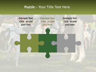 A Group Of Dogs That Are Standing In The Grass PowerPoint Template