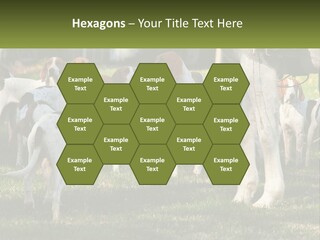 A Group Of Dogs That Are Standing In The Grass PowerPoint Template