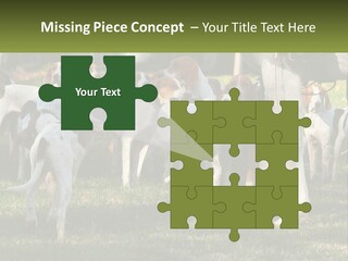 A Group Of Dogs That Are Standing In The Grass PowerPoint Template