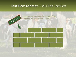 A Group Of Dogs That Are Standing In The Grass PowerPoint Template