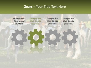 A Group Of Dogs That Are Standing In The Grass PowerPoint Template