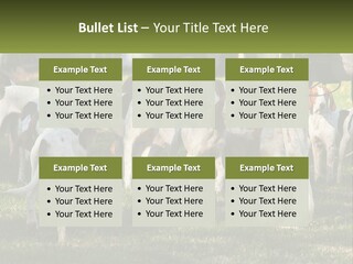 A Group Of Dogs That Are Standing In The Grass PowerPoint Template