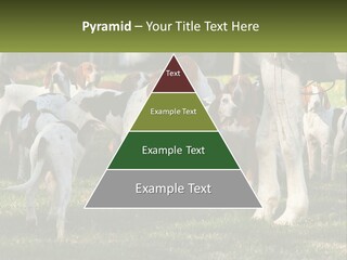 A Group Of Dogs That Are Standing In The Grass PowerPoint Template