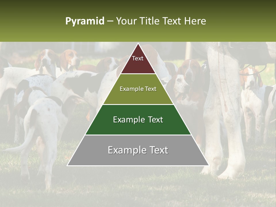 A Group Of Dogs That Are Standing In The Grass PowerPoint Template