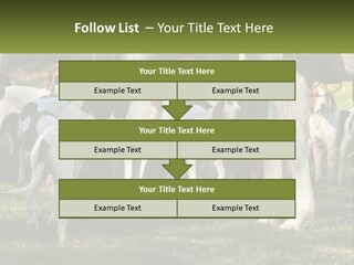 A Group Of Dogs That Are Standing In The Grass PowerPoint Template