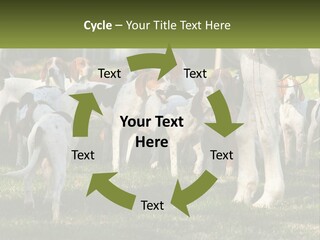 A Group Of Dogs That Are Standing In The Grass PowerPoint Template