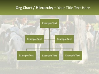 A Group Of Dogs That Are Standing In The Grass PowerPoint Template