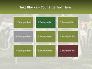 A Group Of Dogs That Are Standing In The Grass PowerPoint Template