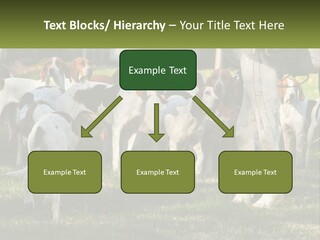 A Group Of Dogs That Are Standing In The Grass PowerPoint Template