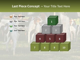 A Group Of Dogs That Are Standing In The Grass PowerPoint Template