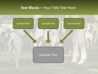 A Group Of Dogs That Are Standing In The Grass PowerPoint Template