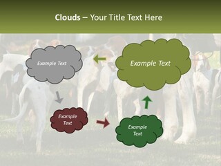 A Group Of Dogs That Are Standing In The Grass PowerPoint Template