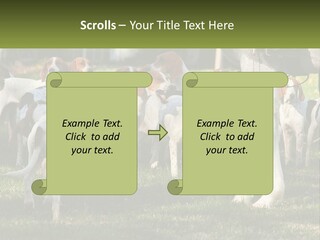 A Group Of Dogs That Are Standing In The Grass PowerPoint Template