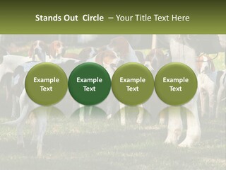 A Group Of Dogs That Are Standing In The Grass PowerPoint Template