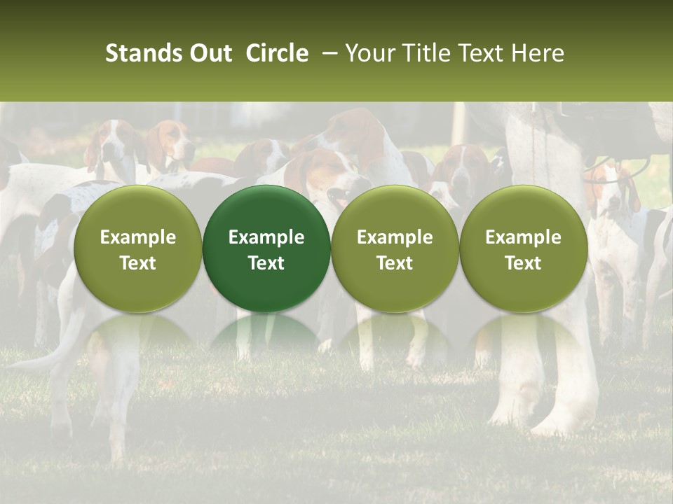 A Group Of Dogs That Are Standing In The Grass PowerPoint Template
