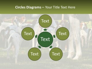 A Group Of Dogs That Are Standing In The Grass PowerPoint Template
