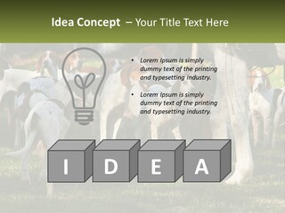 A Group Of Dogs That Are Standing In The Grass PowerPoint Template