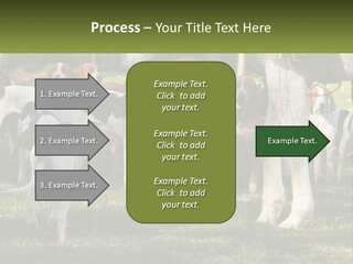 A Group Of Dogs That Are Standing In The Grass PowerPoint Template
