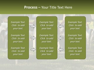 A Group Of Dogs That Are Standing In The Grass PowerPoint Template