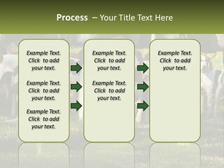 A Group Of Dogs That Are Standing In The Grass PowerPoint Template
