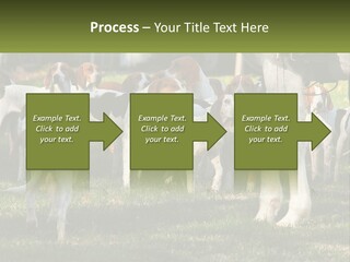 A Group Of Dogs That Are Standing In The Grass PowerPoint Template