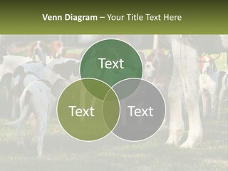 A Group Of Dogs That Are Standing In The Grass PowerPoint Template