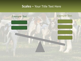 A Group Of Dogs That Are Standing In The Grass PowerPoint Template