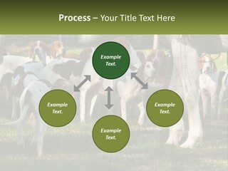 A Group Of Dogs That Are Standing In The Grass PowerPoint Template