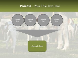 A Group Of Dogs That Are Standing In The Grass PowerPoint Template