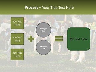 A Group Of Dogs That Are Standing In The Grass PowerPoint Template