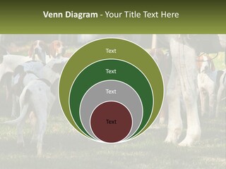 A Group Of Dogs That Are Standing In The Grass PowerPoint Template