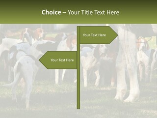 A Group Of Dogs That Are Standing In The Grass PowerPoint Template