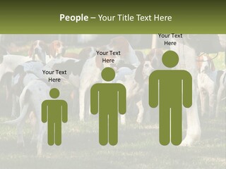 A Group Of Dogs That Are Standing In The Grass PowerPoint Template