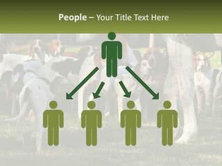A Group Of Dogs That Are Standing In The Grass PowerPoint Template