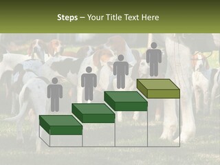 A Group Of Dogs That Are Standing In The Grass PowerPoint Template