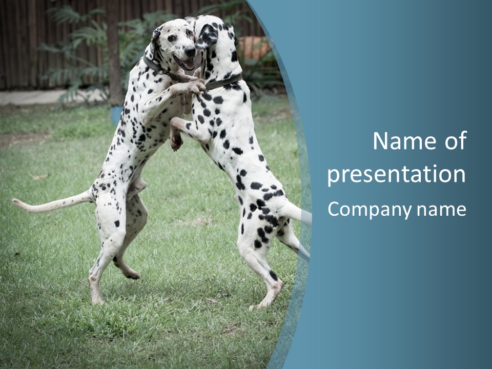 Two Dalmatian Dogs Playing With Each Other In The Grass PowerPoint Template