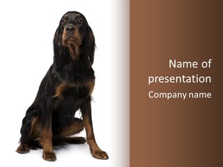 A Black And Brown Dog Is Sitting Down PowerPoint Template