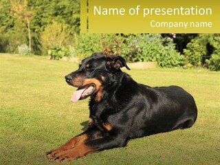 A Black And Brown Dog Laying On Top Of A Lush Green Field PowerPoint Template