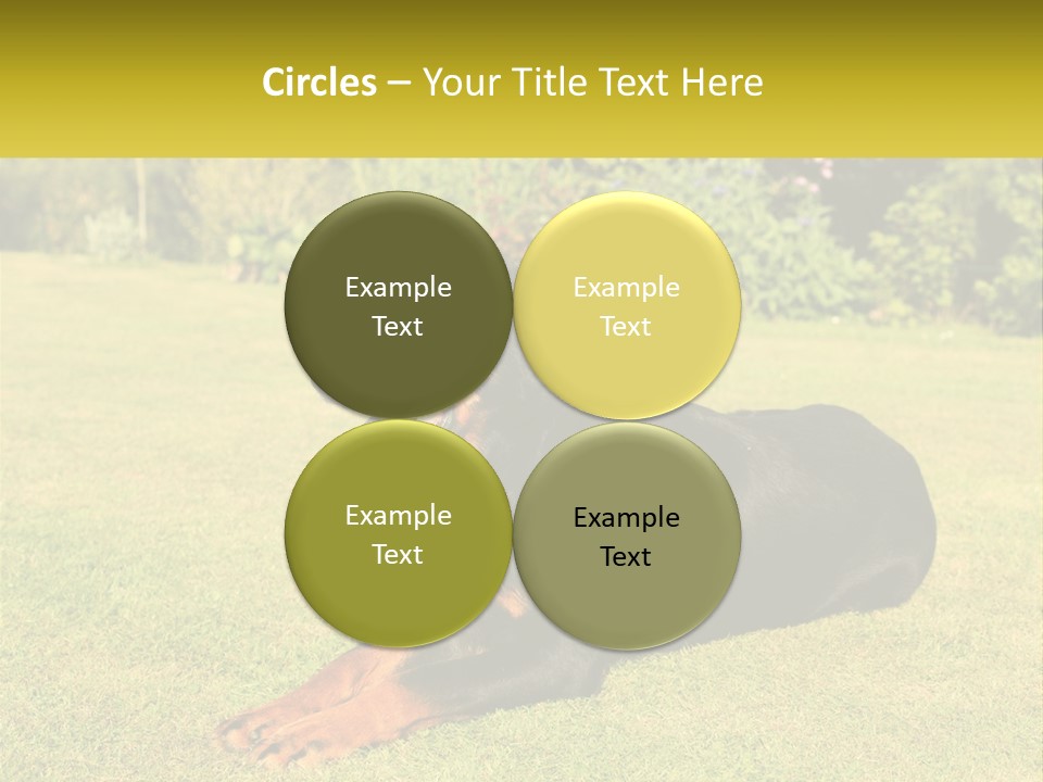 A Black And Brown Dog Laying On Top Of A Lush Green Field PowerPoint Template