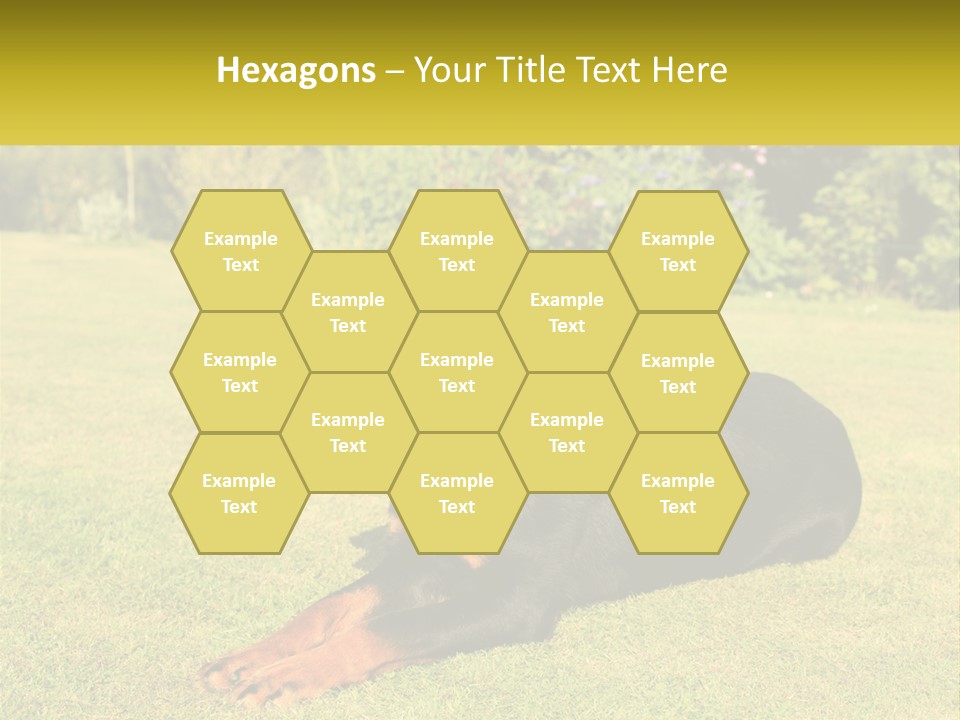 A Black And Brown Dog Laying On Top Of A Lush Green Field PowerPoint Template