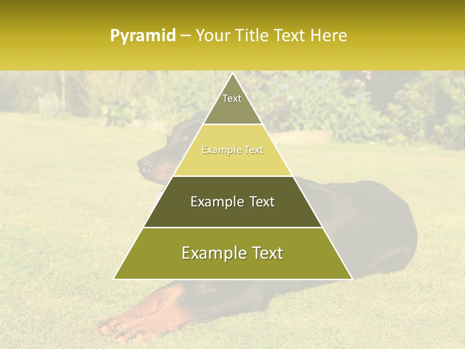 A Black And Brown Dog Laying On Top Of A Lush Green Field PowerPoint Template