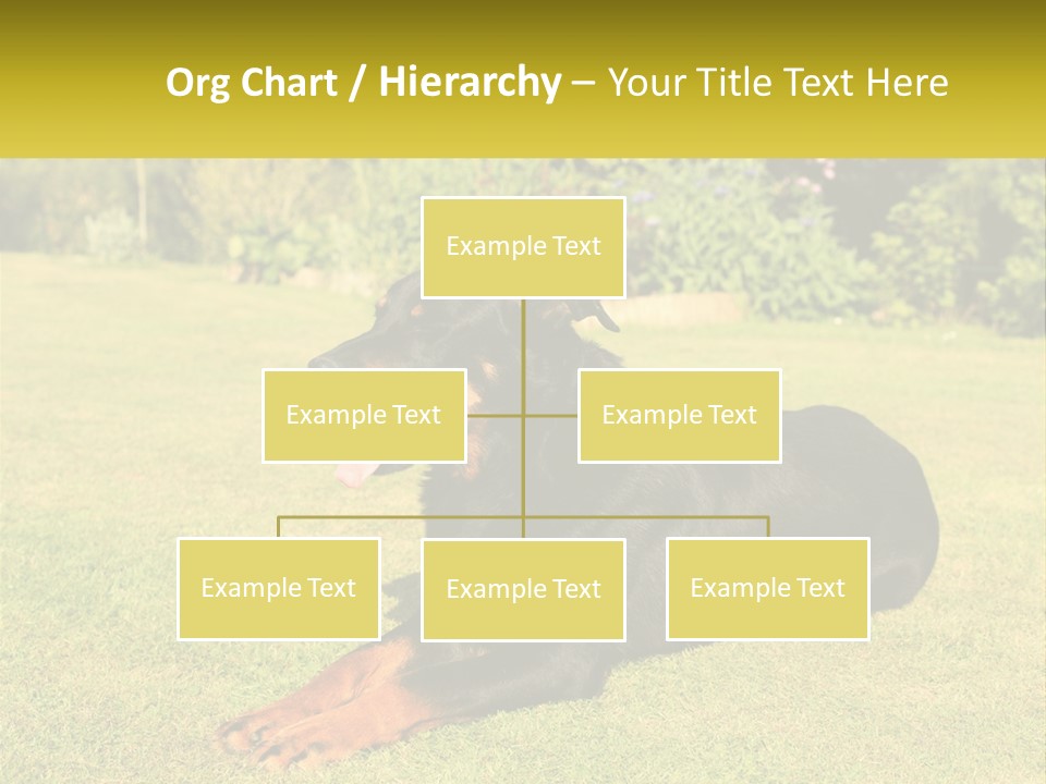 A Black And Brown Dog Laying On Top Of A Lush Green Field PowerPoint Template
