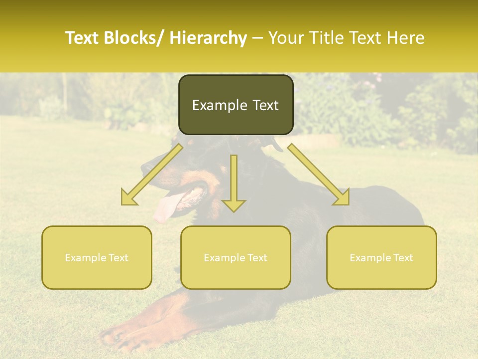 A Black And Brown Dog Laying On Top Of A Lush Green Field PowerPoint Template